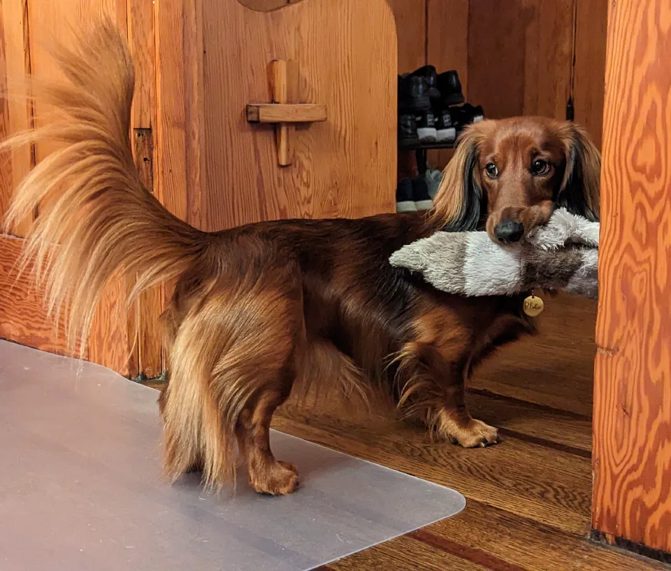 Pluto holding a soft toy at home.